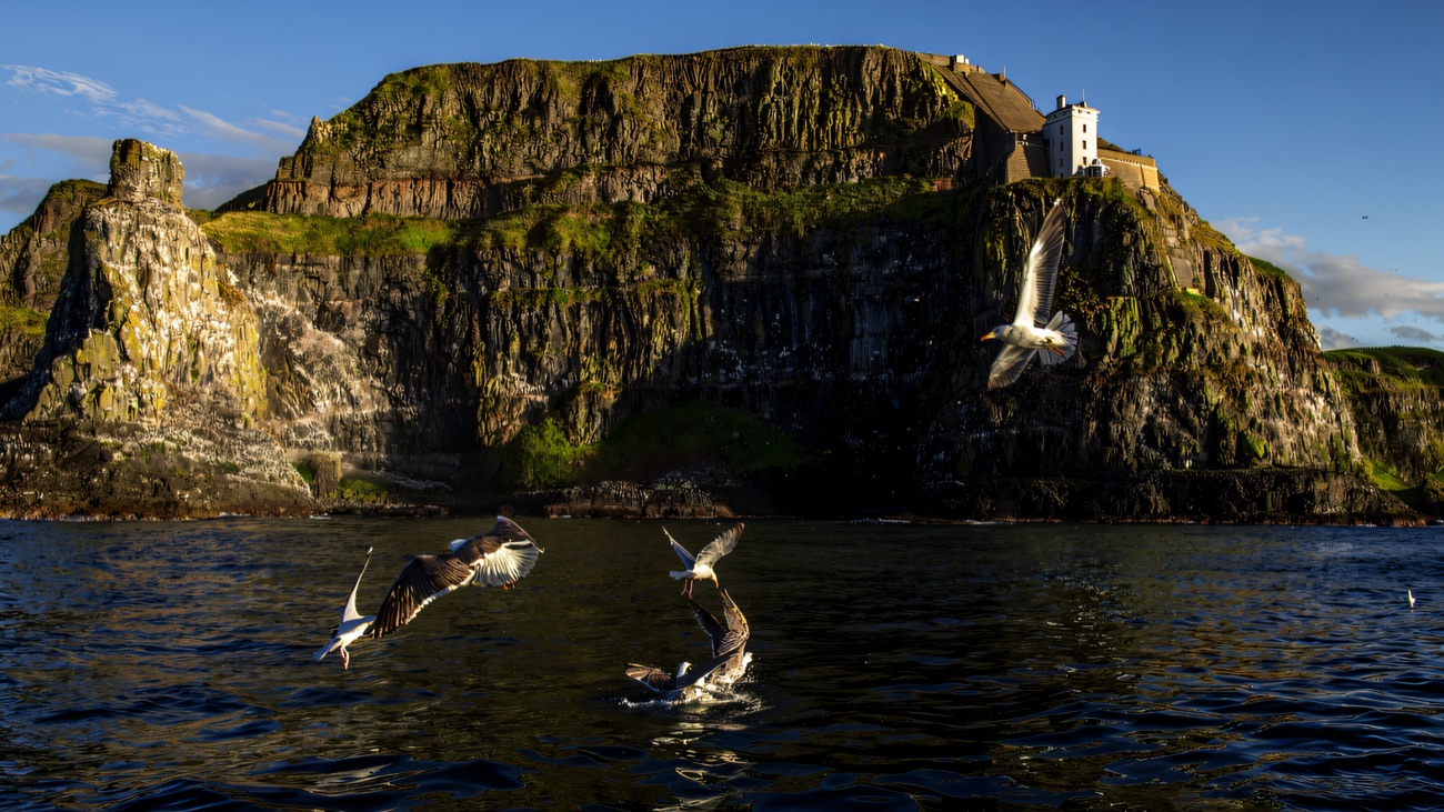 Seabirds wheel below the upside-down West Lighthouse and its towering cliffs