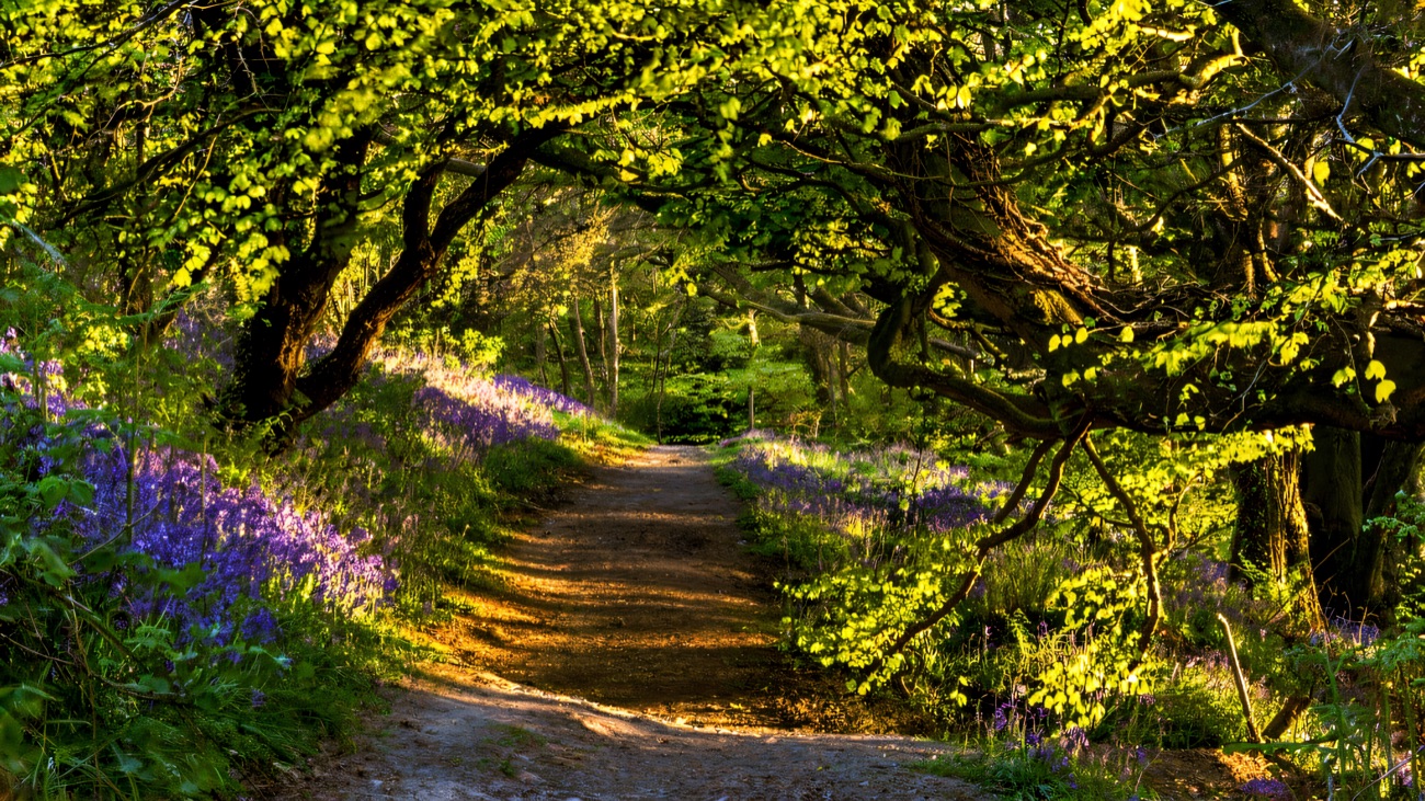 A woodland path at Redburn winding beneath arching trees, edged with bluebells in evening light