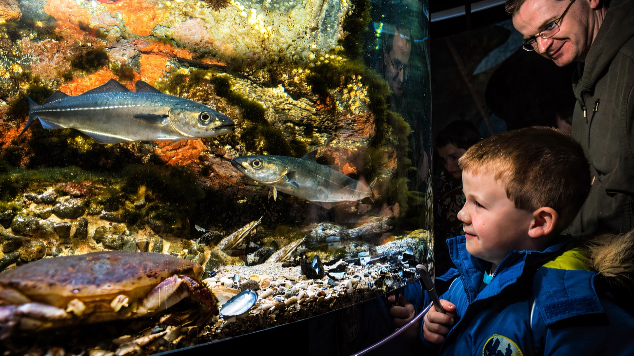 A young boy and his dad peering into a glowing tank of coalfish and a big native crab
