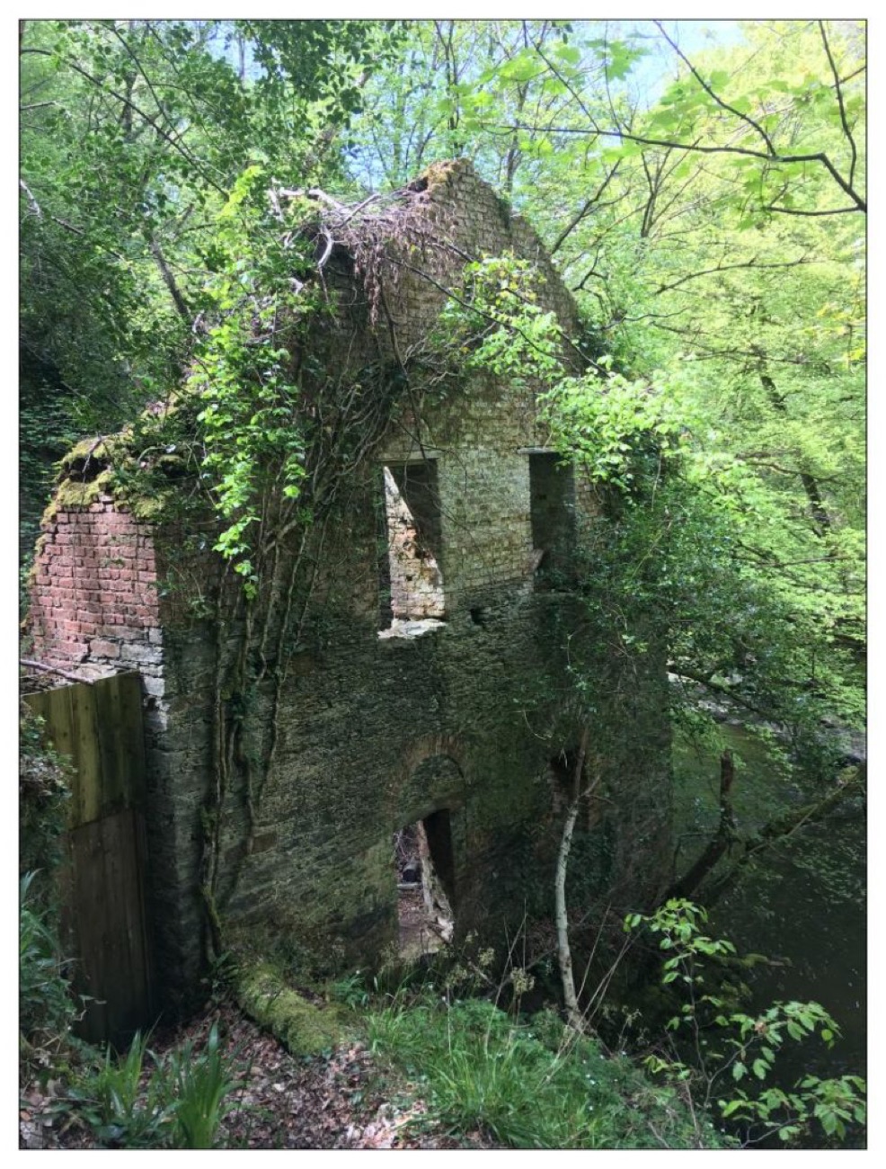 An ivy-clad stone ruin of an old water-powered linen mill stands among the trees.