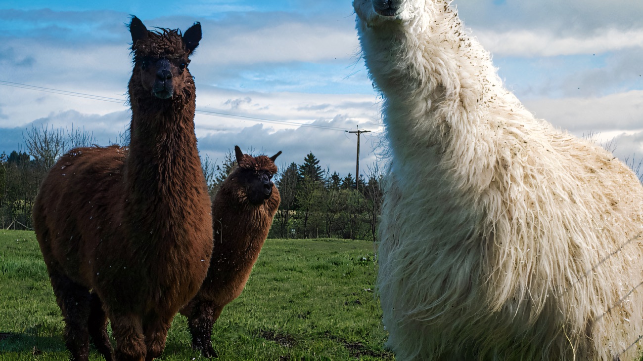 Alpacas and a llama in the field