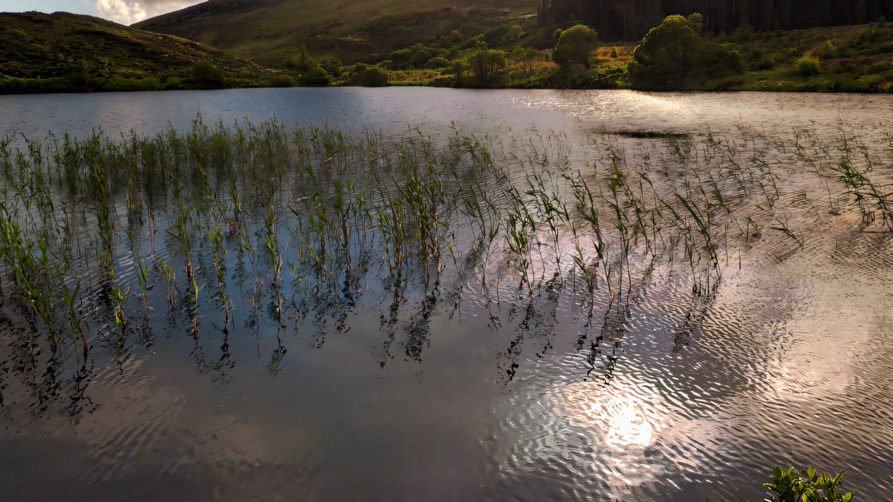 Reeds break the surface of a small upland lough among the Fermanagh hills.