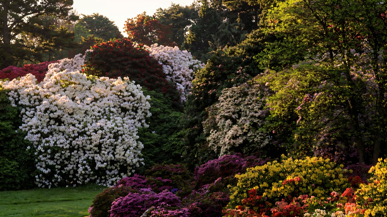 Rhododendrons and azaleas in full spring colour at Rowallane