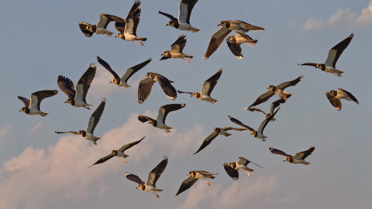 A flock of lapwings wheeling overhead, a familiar winter sight over the reserve