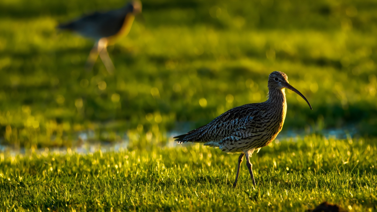 A curlew feeding on the wet grassland in low golden light