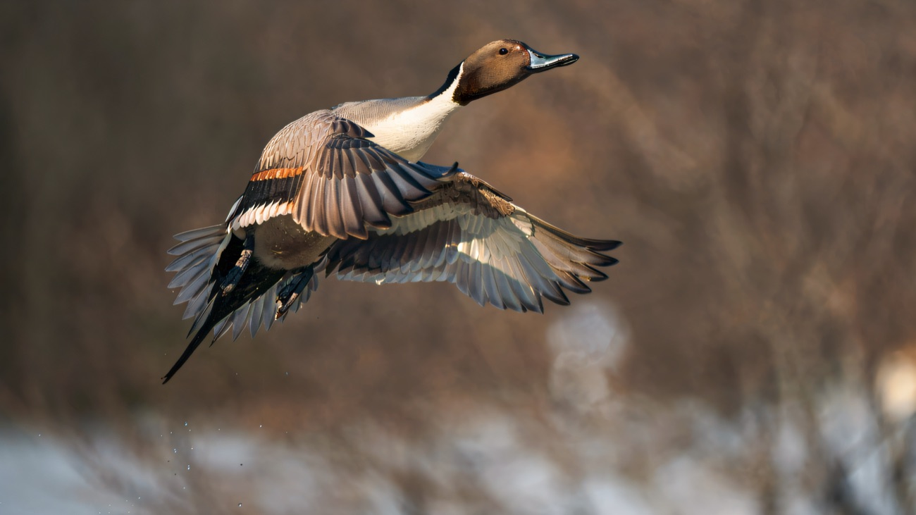 A pintail drake in flight, one of the wildfowl that winter here