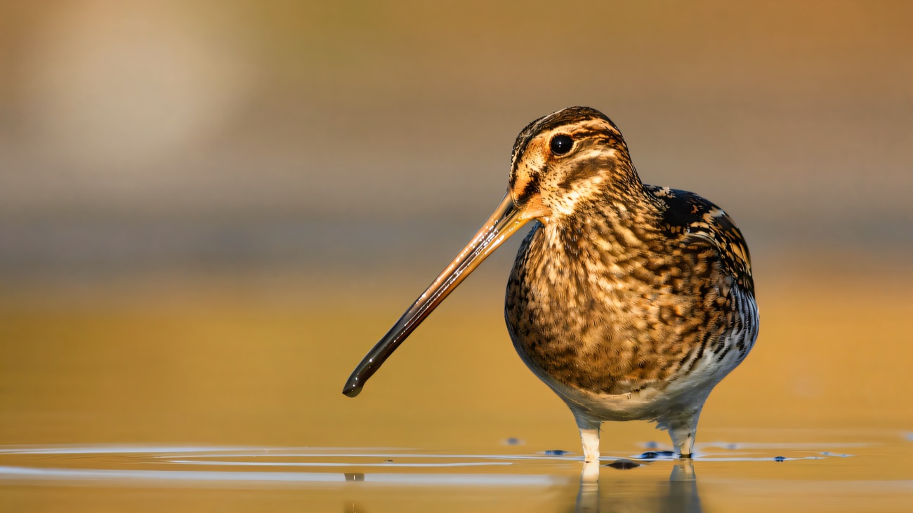 A snipe wading in the shallows, its long bill probing the water