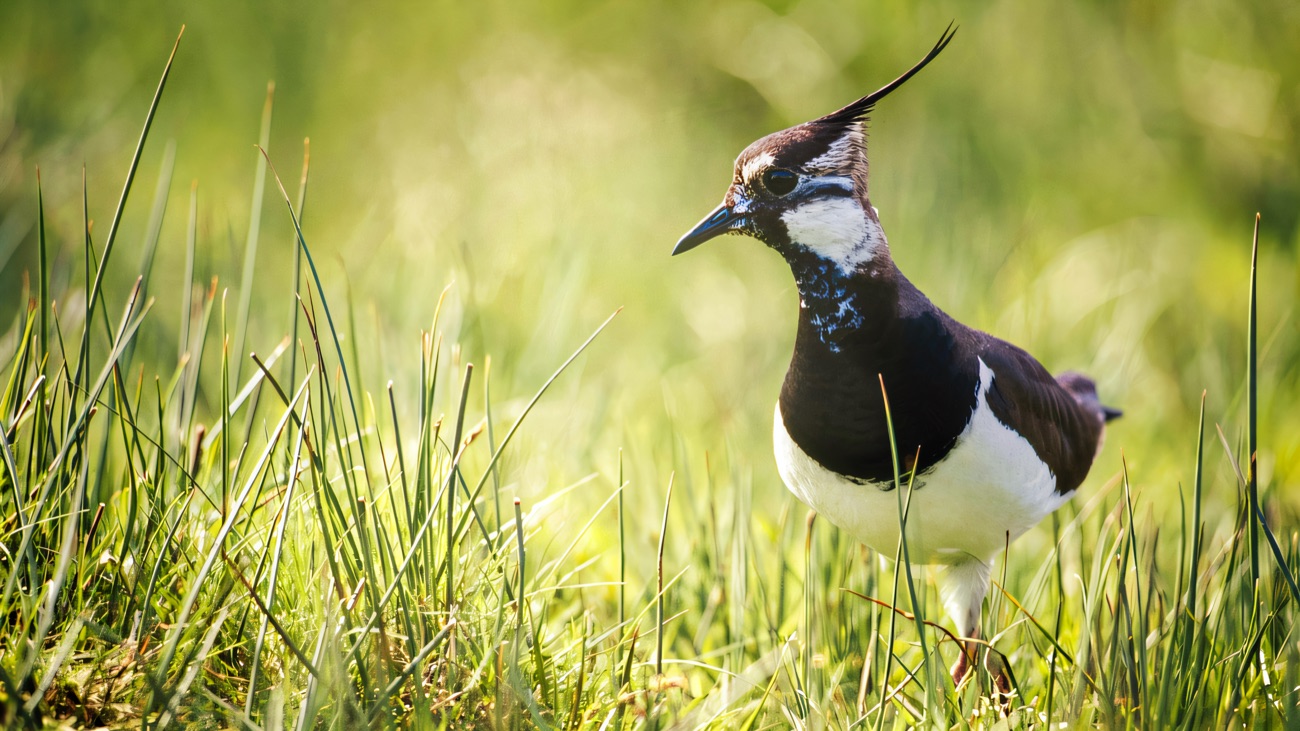 A lapwing standing tall in the meadow grass, one of the reserve's flagship breeding waders.
