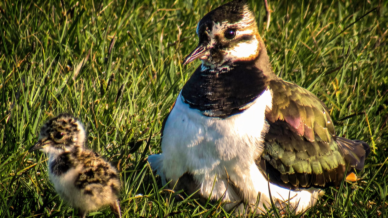 A lapwing shielding its downy chick in the grass during the spring nesting season.
