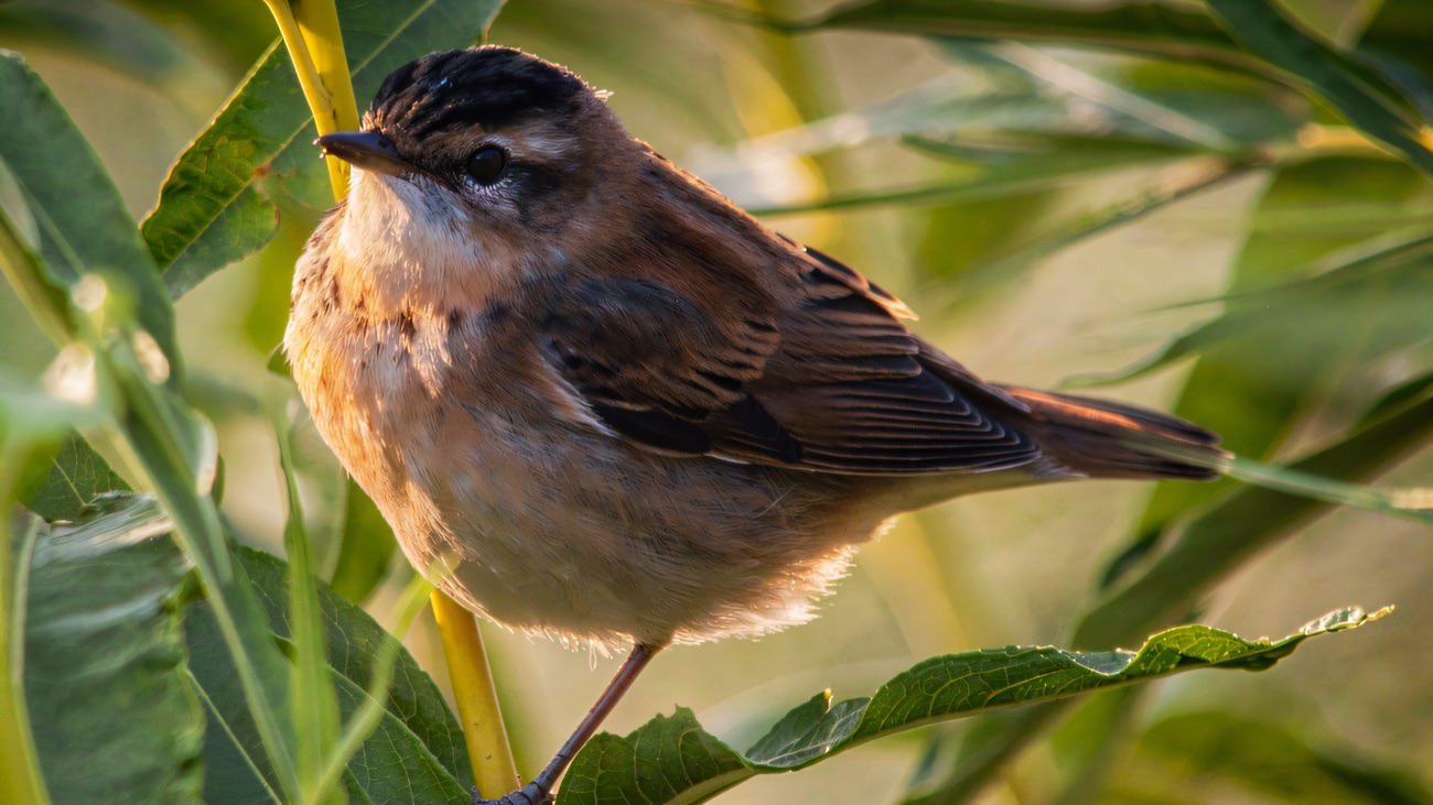A sedge warbler perched in the willows, a summer voice of the reedbeds here.