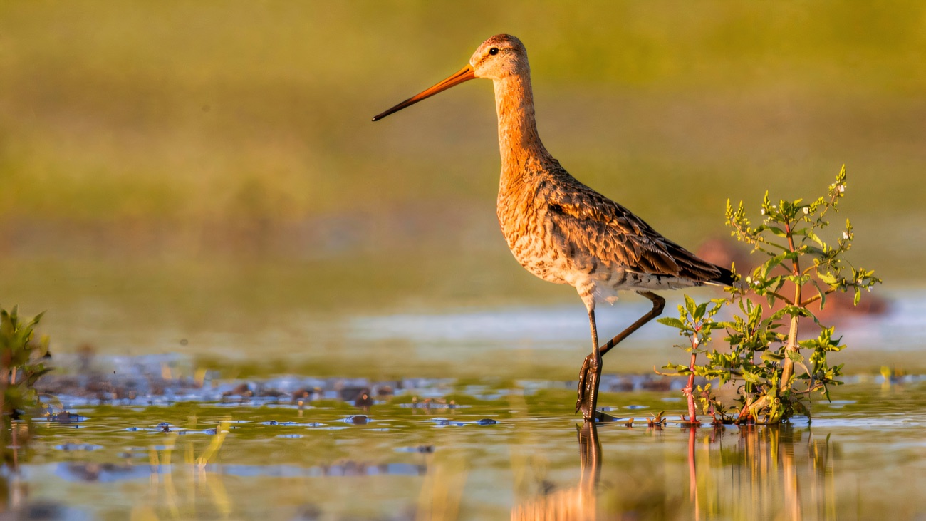 A black-tailed godwit wades the shallows, one of the reserve's signature waders.