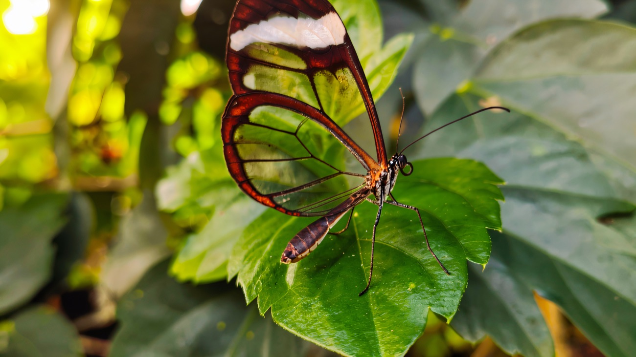 A glasswing butterfly with transparent wings resting on a green leaf inside the tropical house