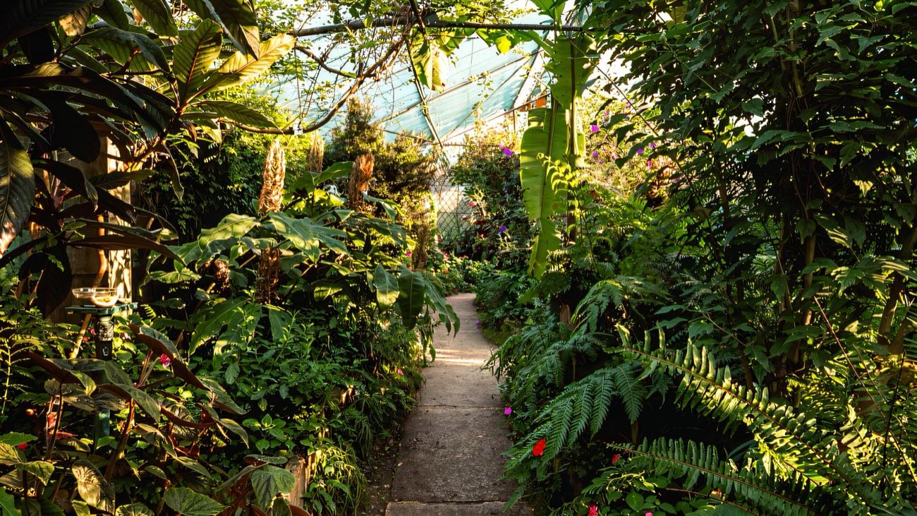 The planted path running through the warm tropical butterfly house, thick with ferns and greenery