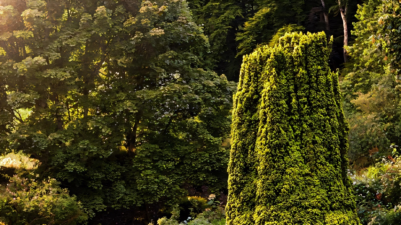 The clipped hedges of the Seaforde maze with a tall pyramid of climbing hydrangea rising at its centre