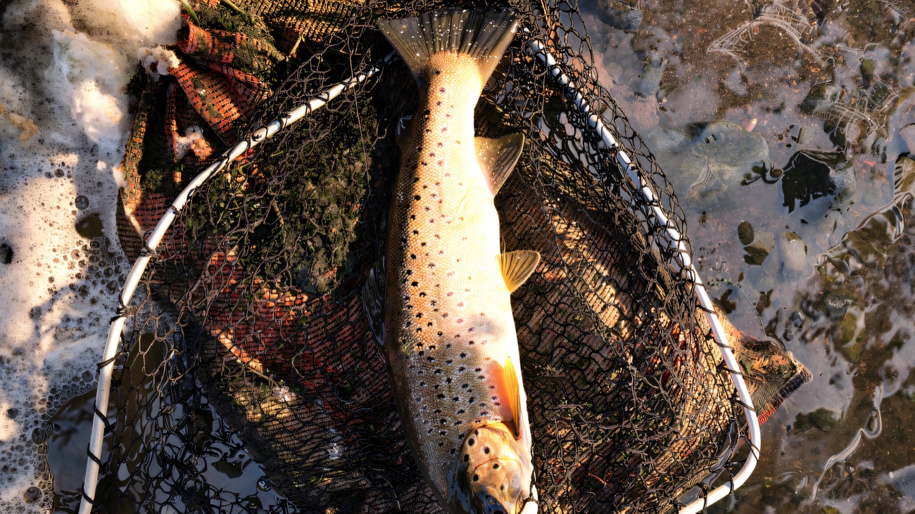 A brown trout resting in the landing net at the water's edge