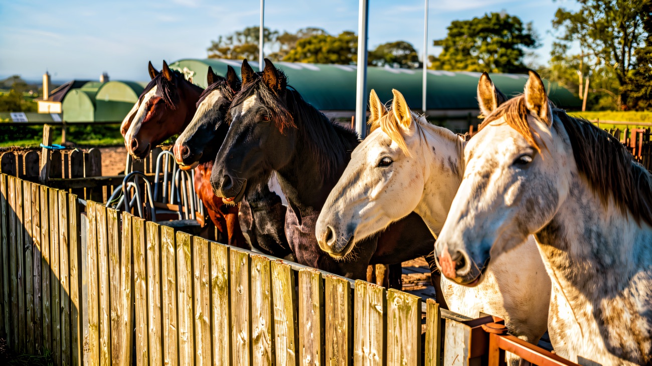A line of horses looking over the yard fence in the autumn sun
