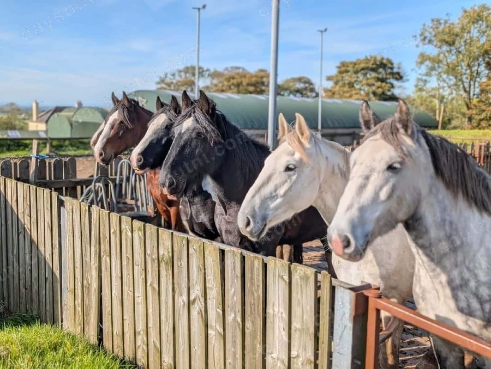 Sheans Horse Farm