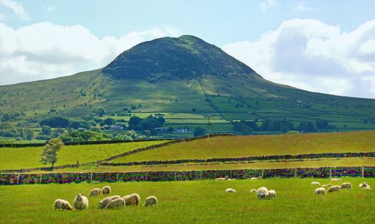 Sheep grazing in green farmland with Slemish mountain rising behind stone walls and hedgerows