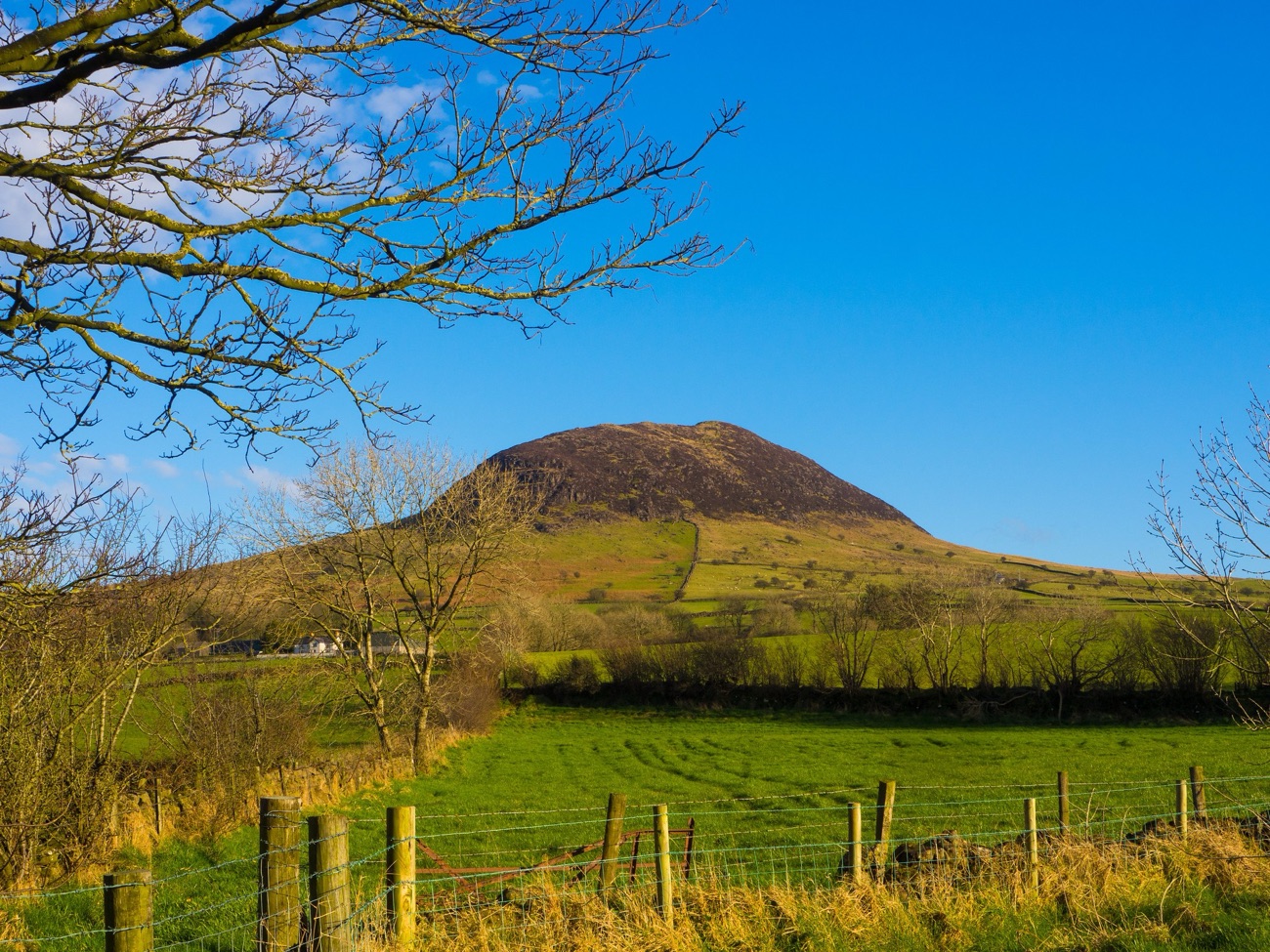 Slemish mountain framed by bare tree branches above a green field on a bright blue-sky day