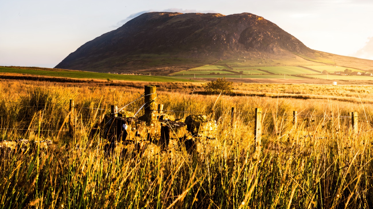Golden reeds in the foreground with the old volcanic plug rising behind