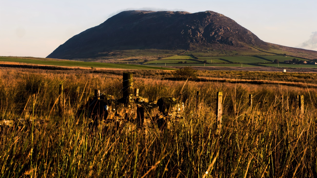 Slemish behind golden grasses and an old ruined stump in warm evening light