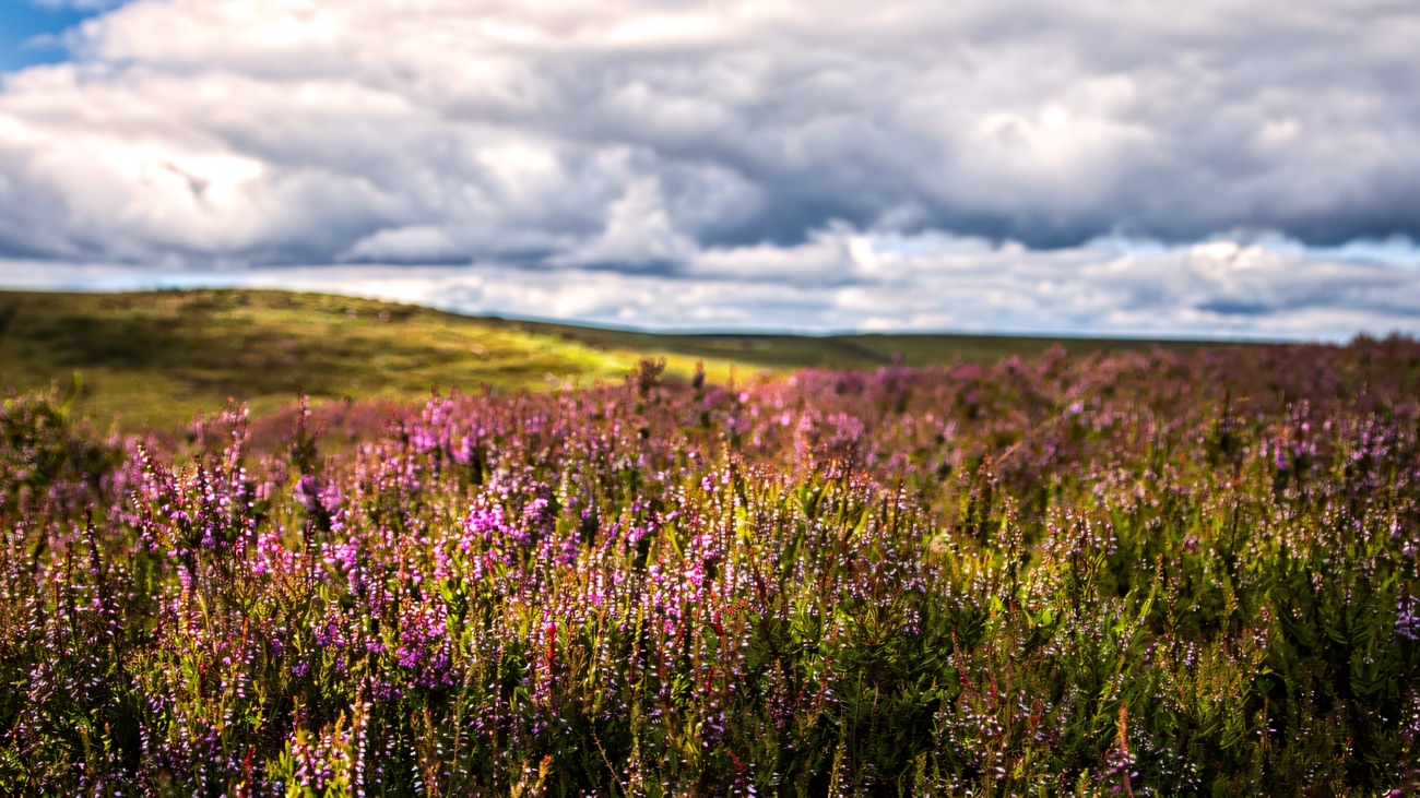 Purple heather in bloom across the upland moor
