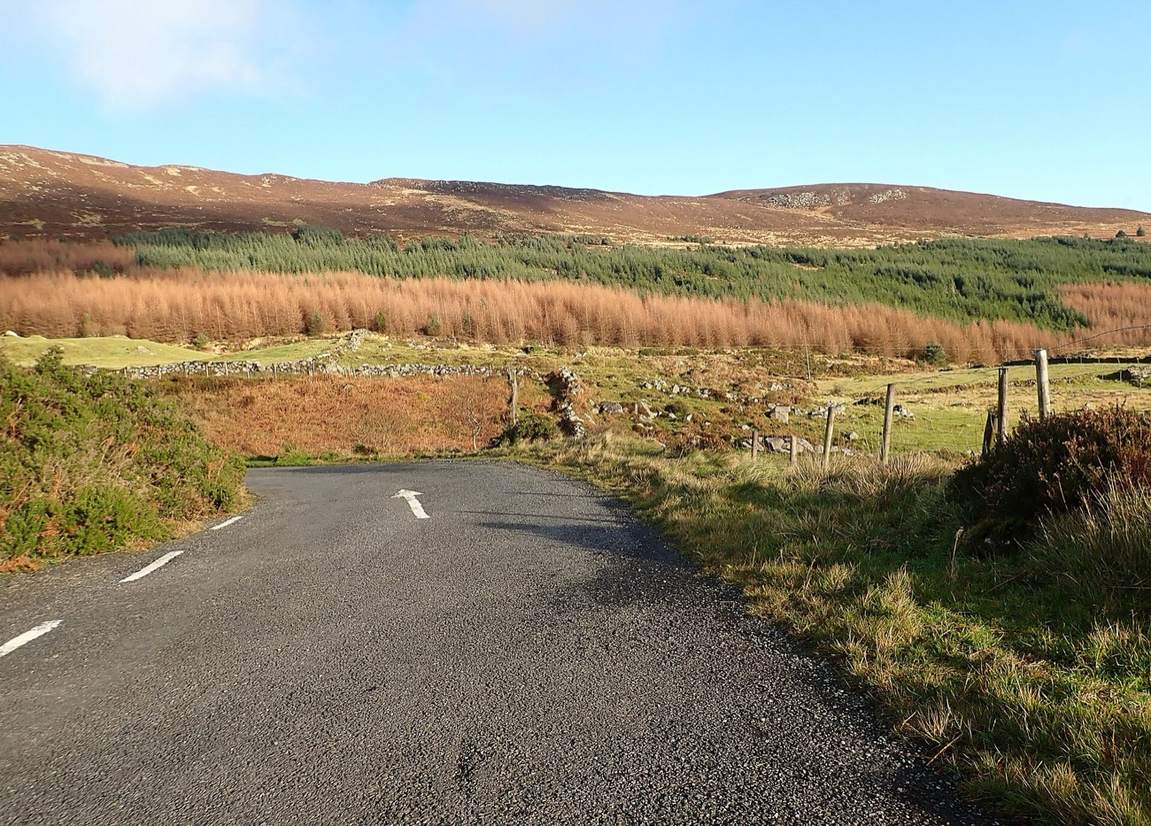 The scenic forest drive curving through the plantation with the open hillside behind.