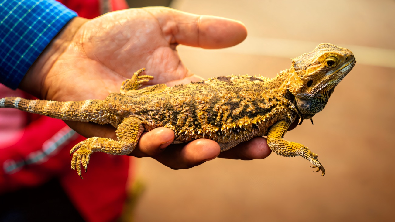 A bearded dragon lizard held gently in a hand at a reptile-handling session