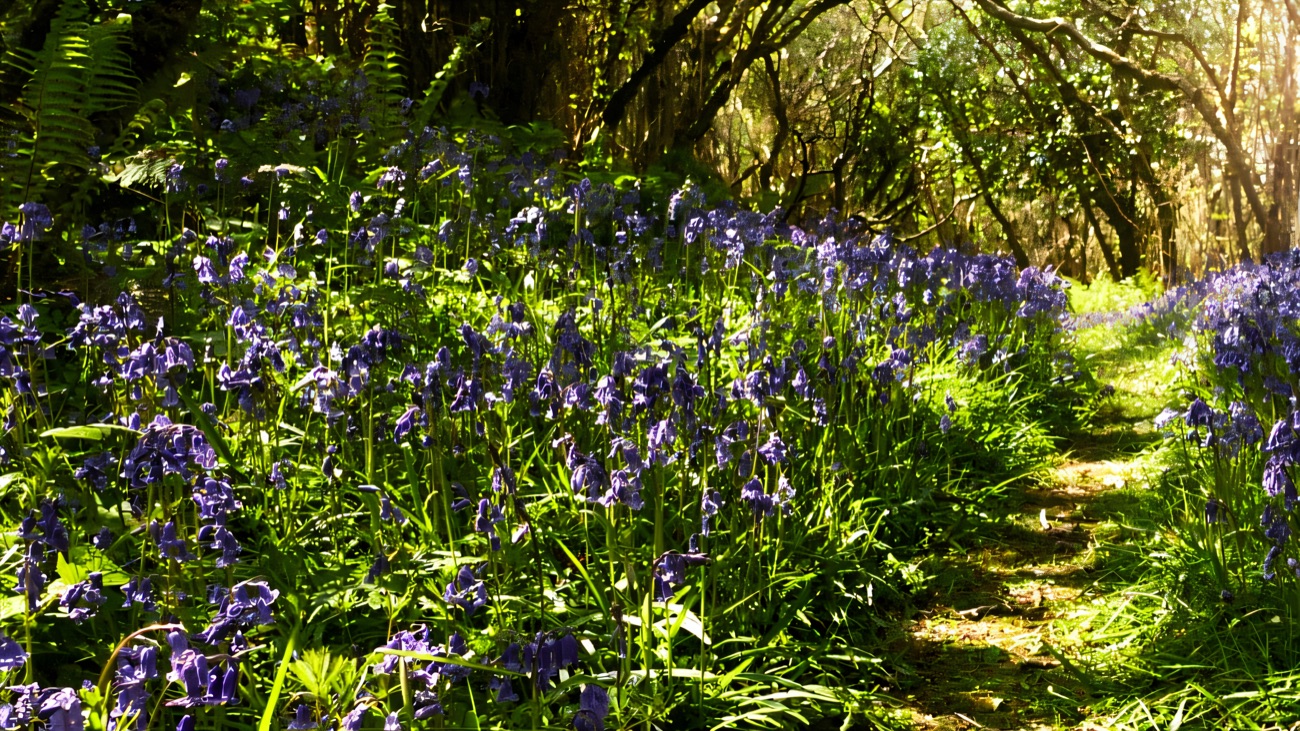 A path winding through bluebells under the reserve's ancient hazel woodland in spring.