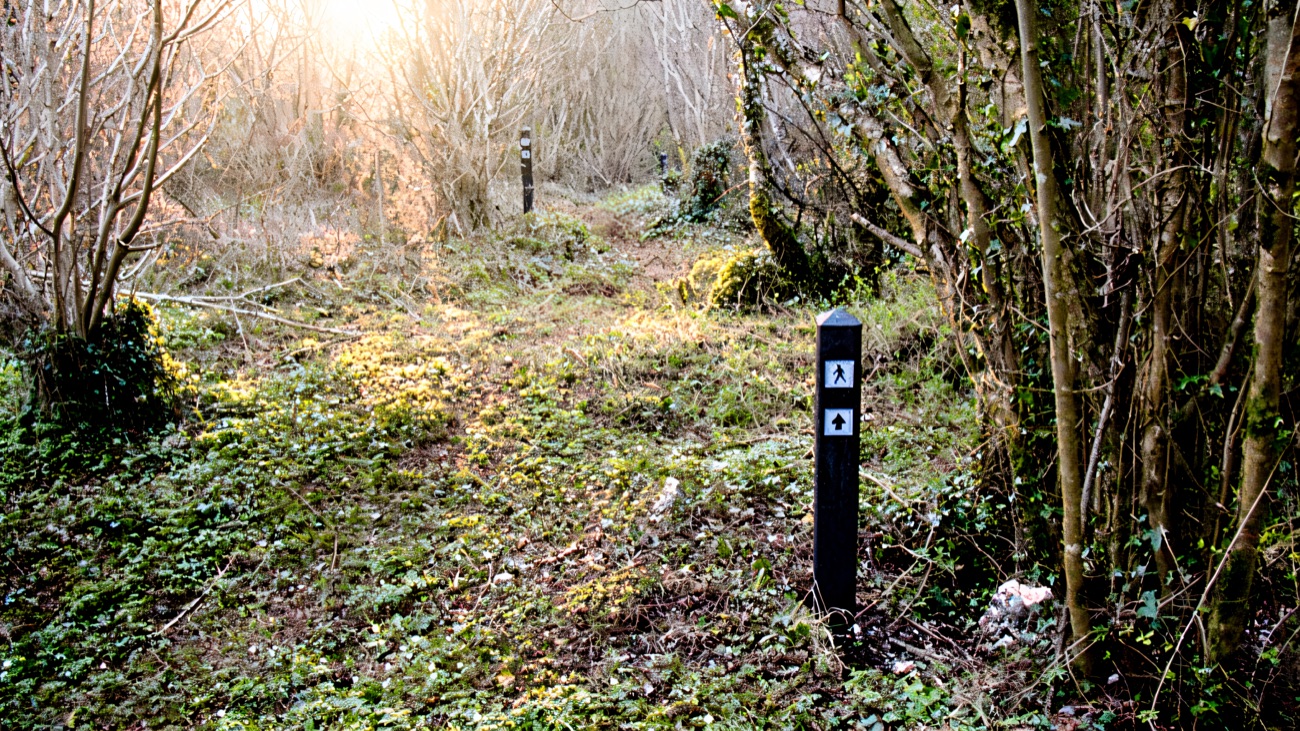 A waymarker on the trail among bare hazel stems, the coastal woodland in winter.
