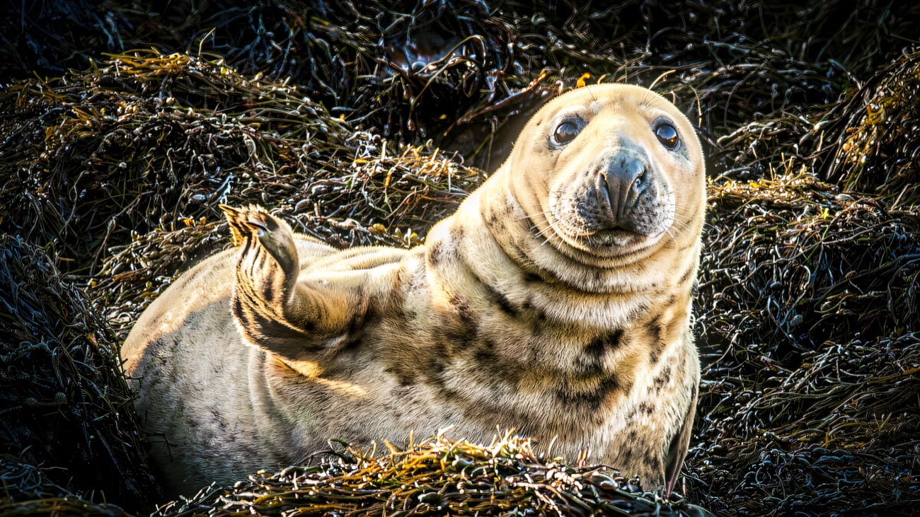 A grey seal hauled out on seaweed-draped rocks; you may see them basking on the tour