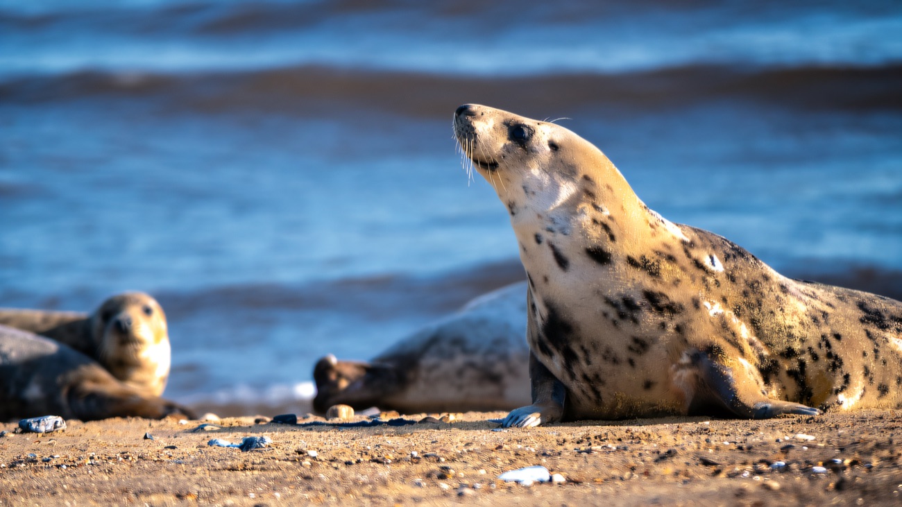 Grey seals haul out on the sand, one of the lough's best-loved sights.