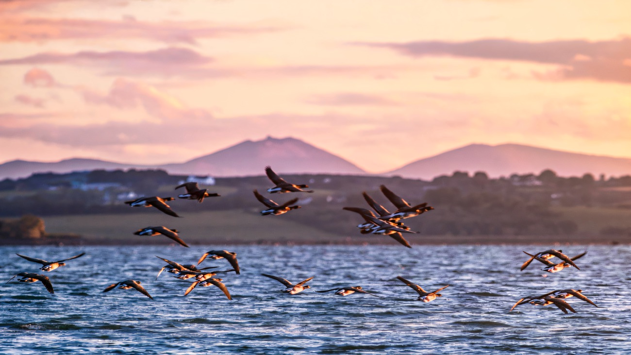 Brent geese sweep low over the water at sunset, the hills soft behind.