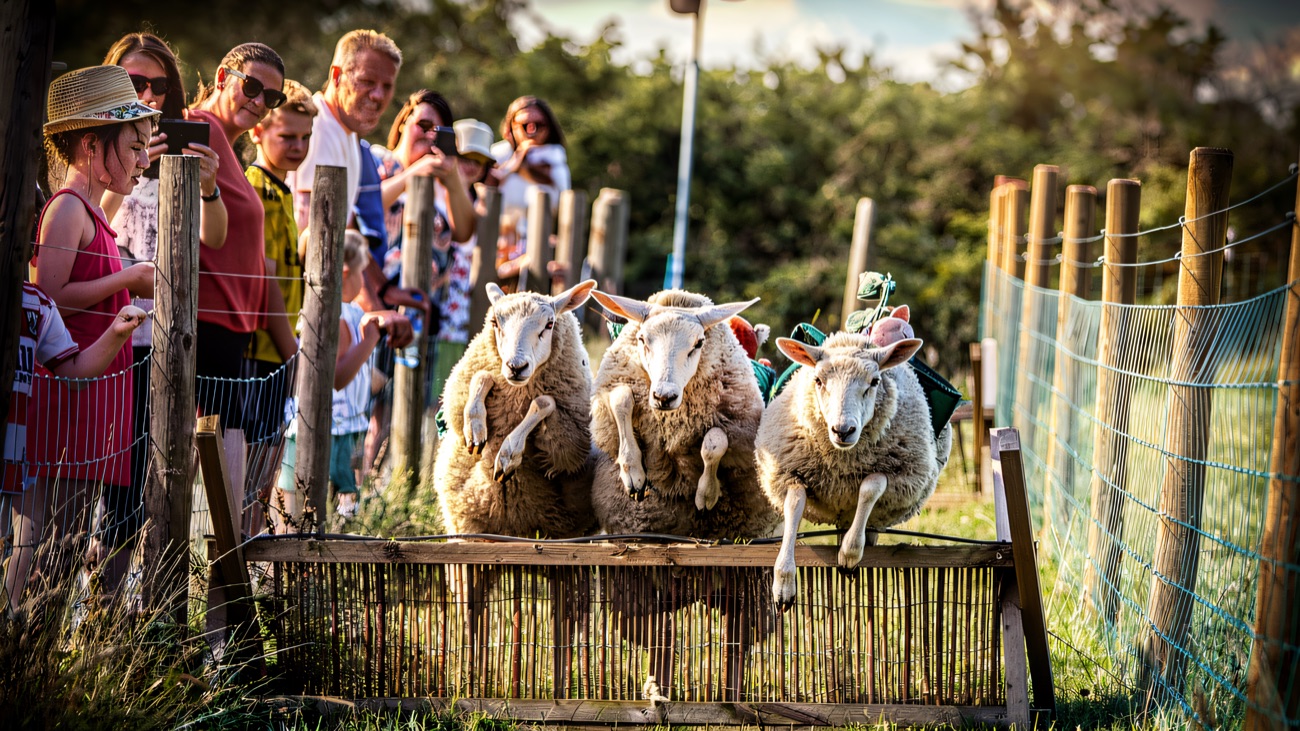 The famous sheep race at Streamvale, the woolly runners leaping the fence as spectators watch
