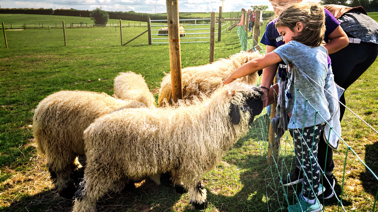 Children feeding the friendly woolly sheep out in the farm paddock