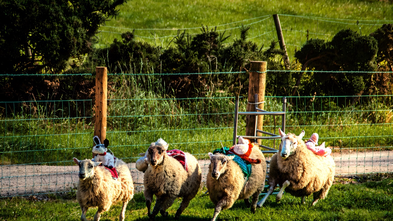 A little flock of woolly sheep running across the grass at a farm animal event