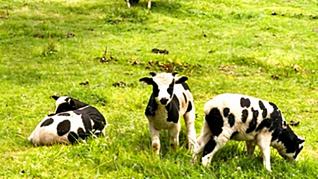 Black-and-white piebald farm animals grazing in a green pasture