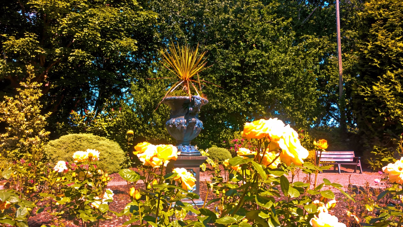 An ornamental stone urn planted with a spiky plant surrounded by yellow roses in the gardens