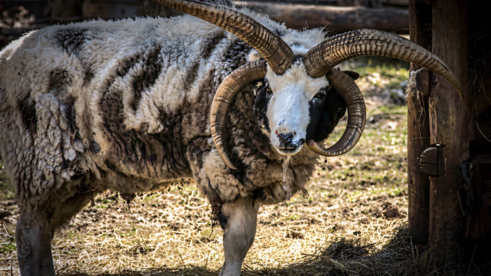 A rare-breed Jacob ram with four curling horns standing in a straw-lined farmyard pen