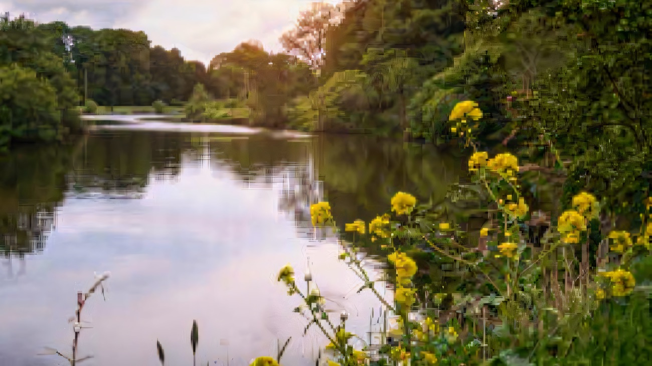 The River Blackwater curving quietly past wooded banks and yellow wildflowers on the estate at The Argory