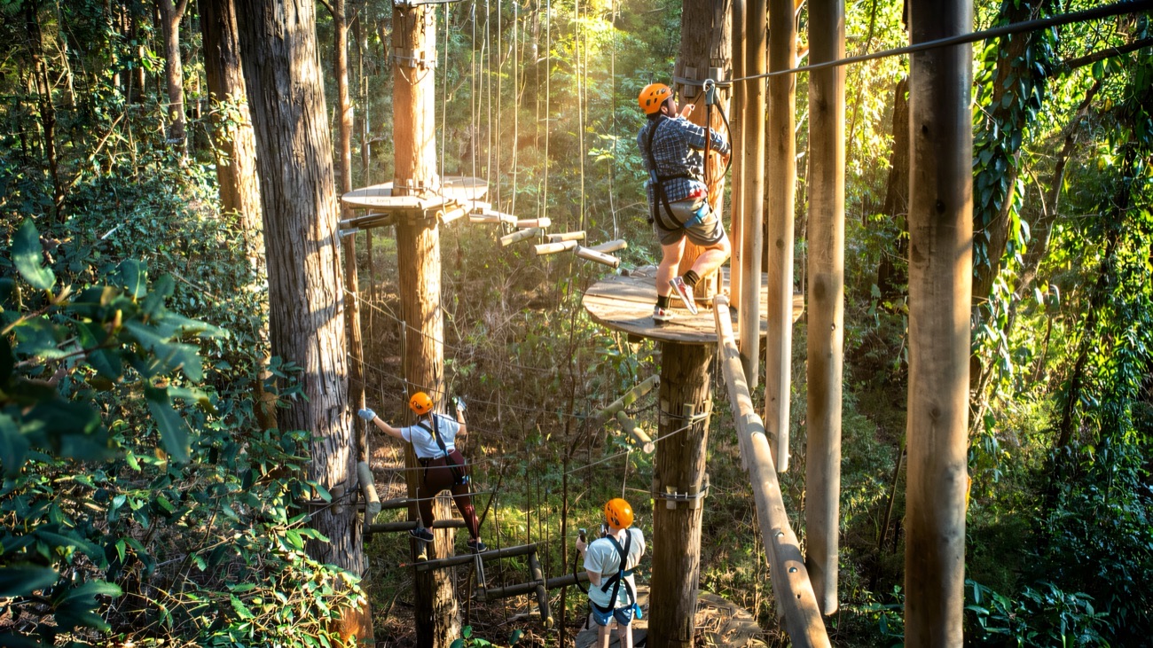 Helmeted climbers on high-ropes platforms among the tall trees at Oakfire Adventures