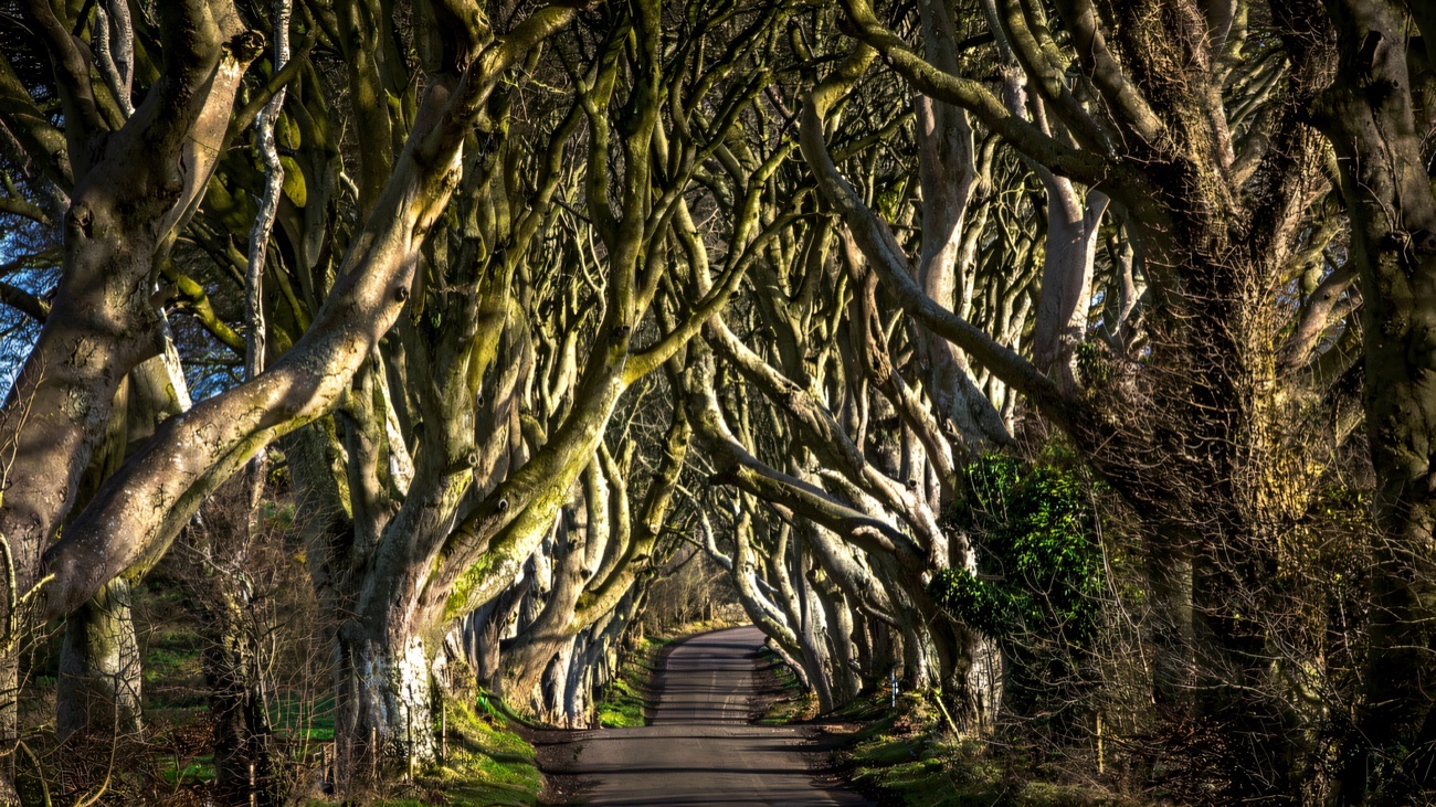 The interlocking beech trees of the Dark Hedges forming a tunnel over the road in warm low light