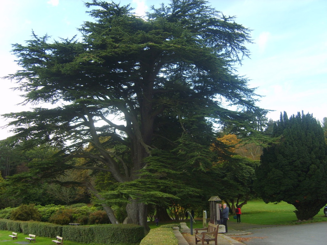 A huge spreading cedar tree in the Tollymore arboretum, with benches and lawns around it