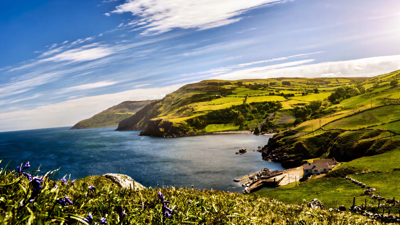 Summer bluebells above the bay, with the white coastguard cottage below