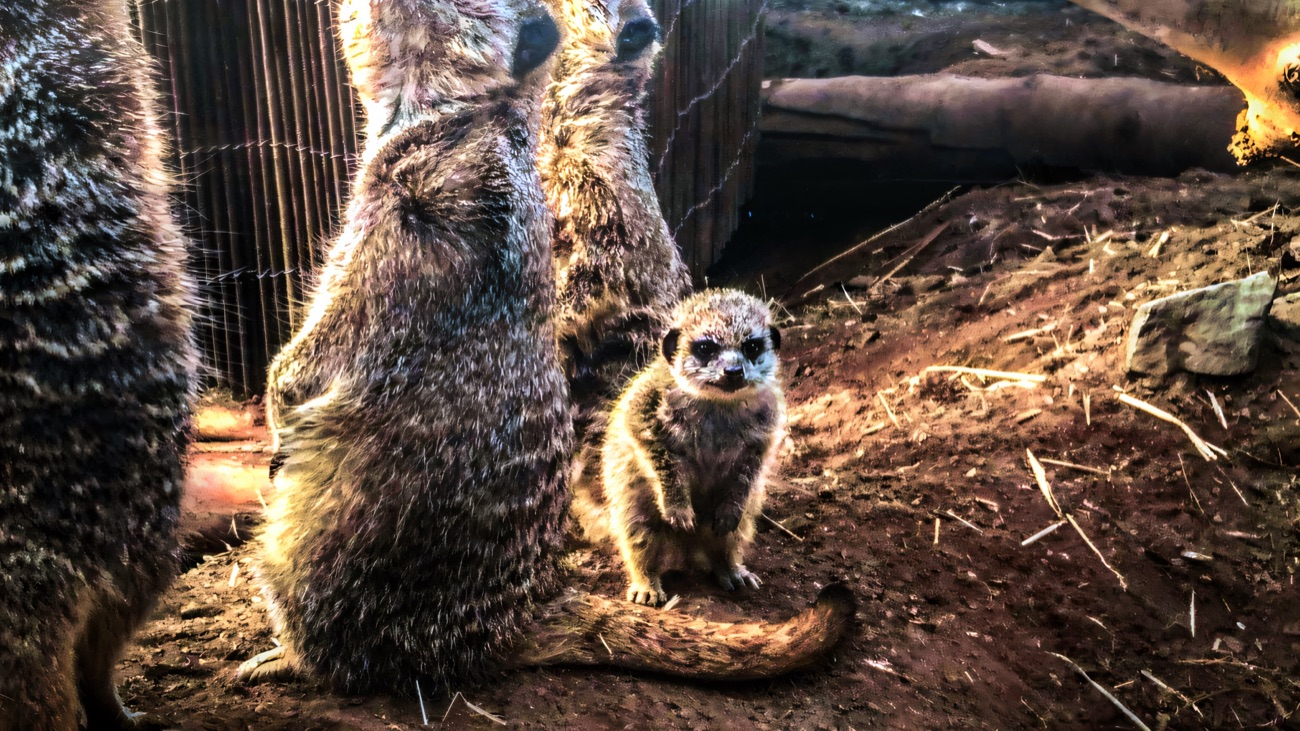 A family of meerkats standing on lookout in their enclosure, with a young pup in the foreground