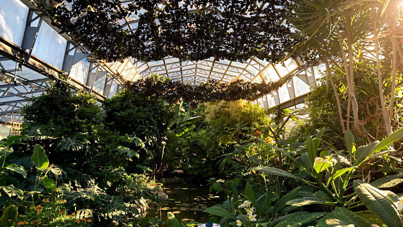 The lush interior of the tropical glasshouse, packed with palms and greenery around a small pond under a glass roof