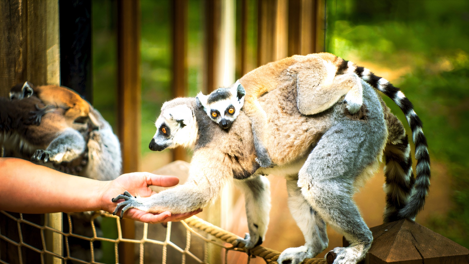 A ring-tailed lemur mother with her baby clinging to her back, reaching out to a visitor's open hand at the fence