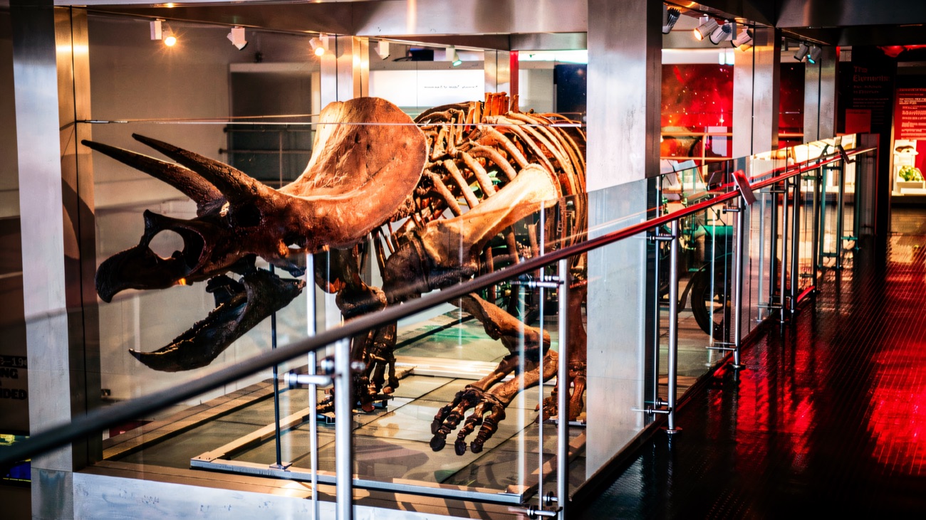 A mounted dinosaur skeleton on display in the museum's natural-world gallery