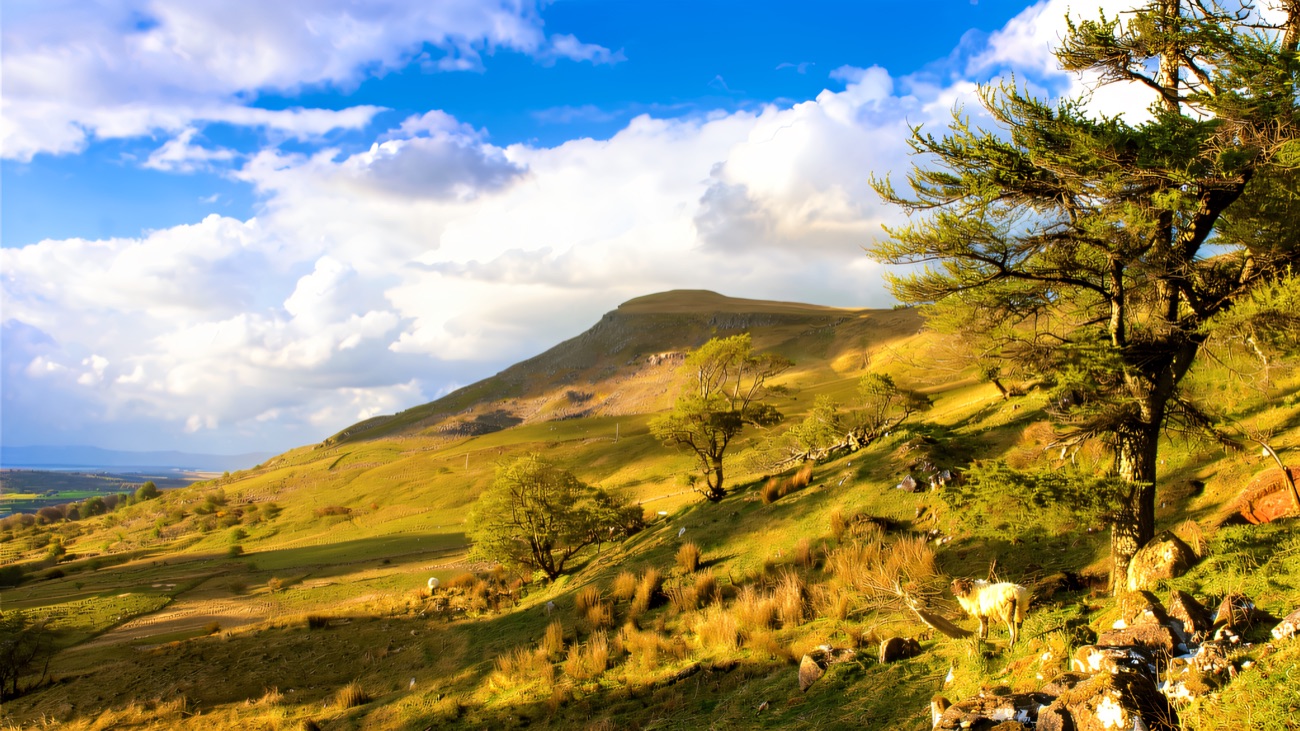 A lone tree and grazing sheep on the open hillside the trail climbs