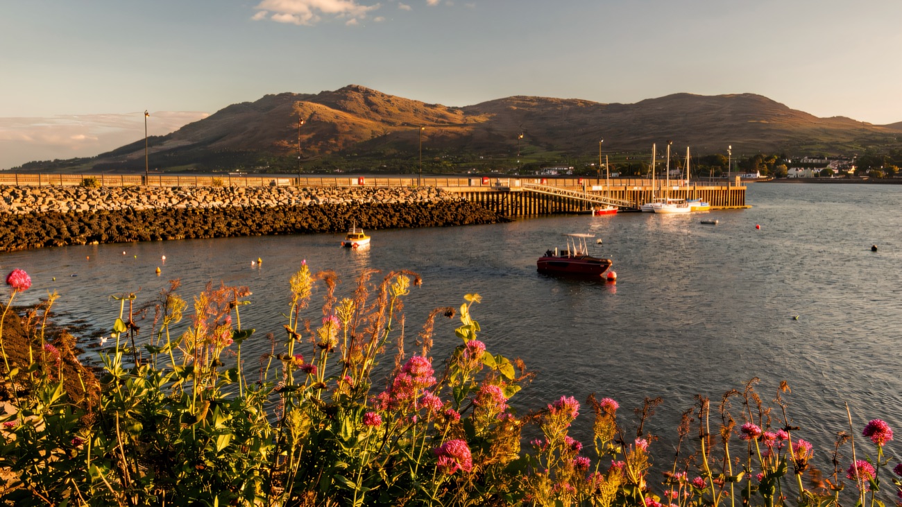 The harbour and marina framed by summer wildflowers